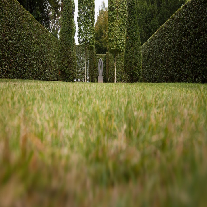 trimmed hedge and garden